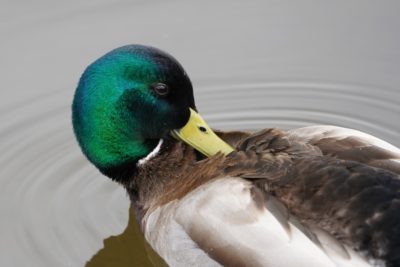 Mallard Duck