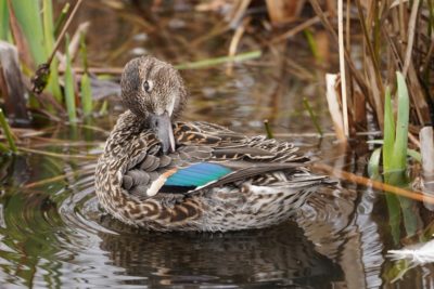 Green-winged Teal