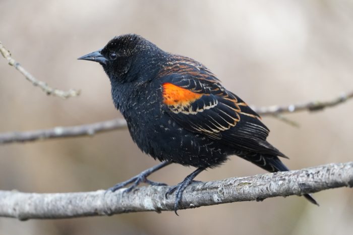 Red-winged Blackbird male