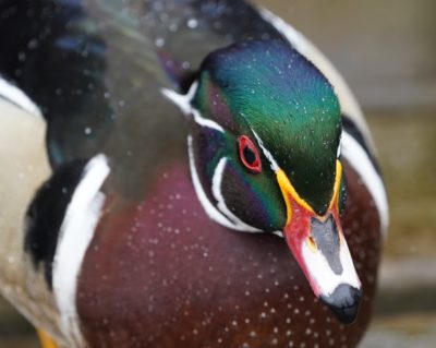 Wood Duck, male