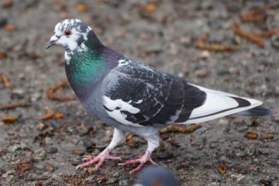 Pigeon