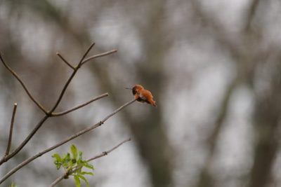 Rufous Hummingbird, male