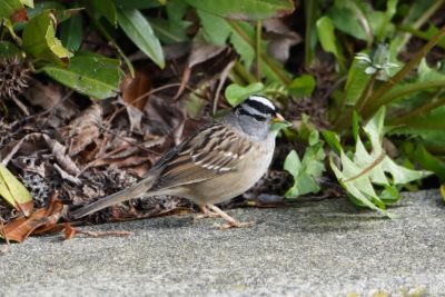 White-crowned Sparrow