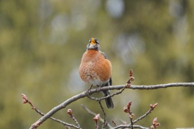 Singing robin