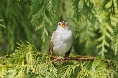 White-crowned sparrow