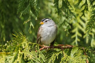 White-crowned sparrow