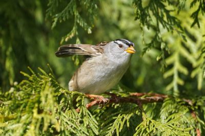 White-crowned sparrow