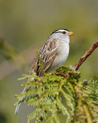 White-crowned sparrow