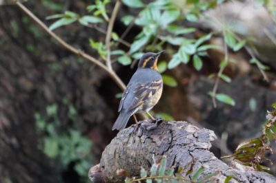 Varied Thrush