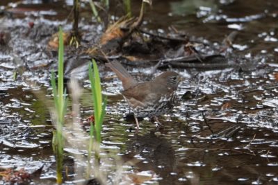 Fox Sparrow