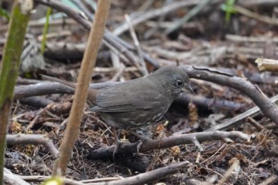 Fox Sparrow