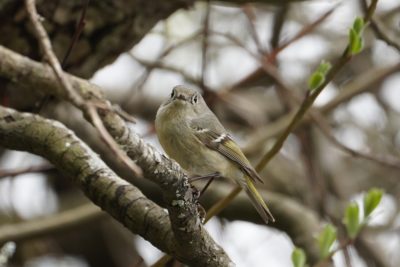 Ruby-crowned Kinglet