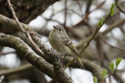 Ruby-crowned Kinglet