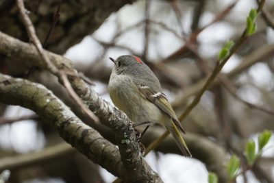 Ruby-crowned Kinglet