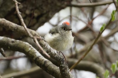 Ruby-crowned Kinglet