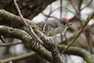 Ruby-crowned Kinglet