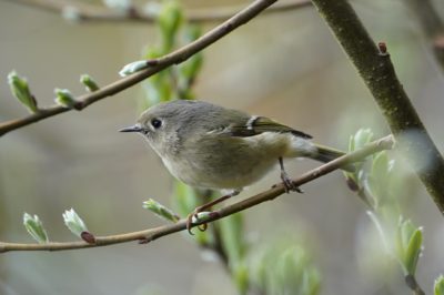 Ruby-crowned Kinglet