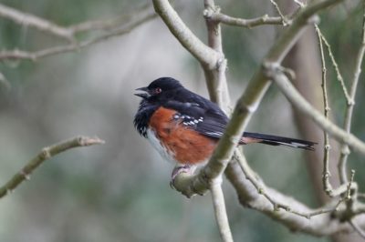 Spotted Towhee