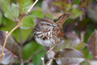 Song Sparrow