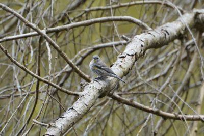 Yellow-rumped Warbler