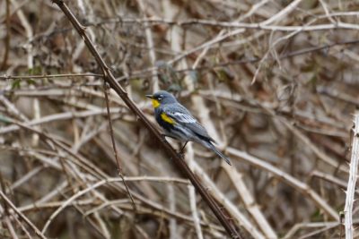 Yellow-rumped Warbler