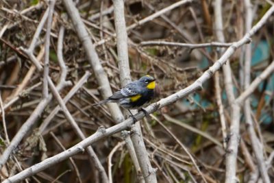 Yellow-rumped Warbler