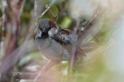 House Sparrow