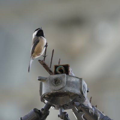 Black-capped Chickadee