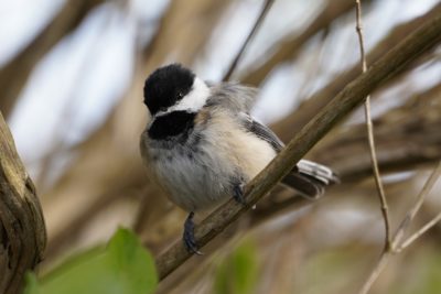 Black-capped Chickadee