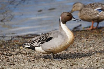 Northern Pintail