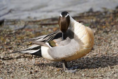 Northern Pintail