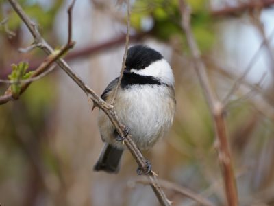 Black-capped Chickadee