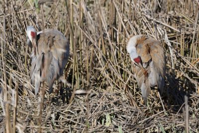 Sandhill Cranes