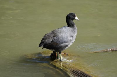 American Coot