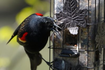 Red-winged Blackbird