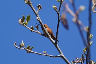 Rufous Humminbird