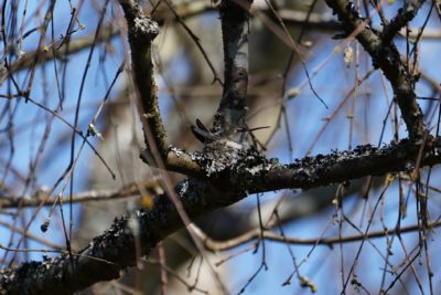 Anna's Hummingbird