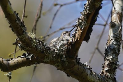 Anna's Hummingbird