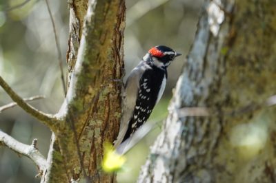 Downy Woodpecker