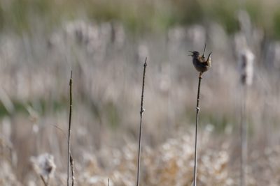 Marsh Wren