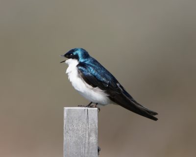 Tree Swallow