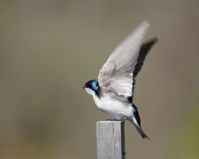 Tree Swallow