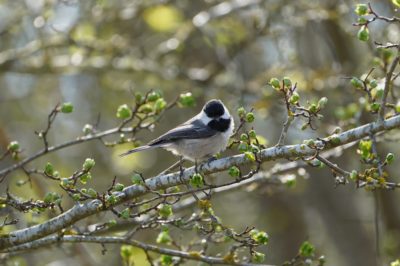 Black-capped Chicladee