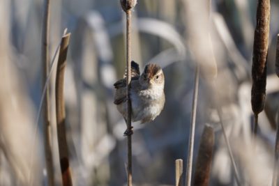 Marsh Wren