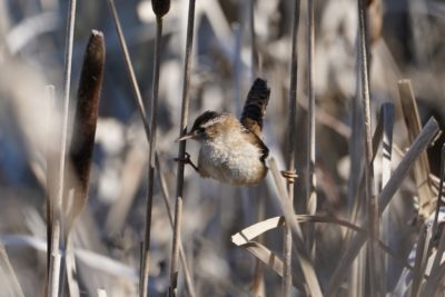 Marsh Wren