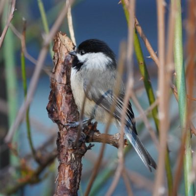 Black-capped Chickadee