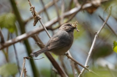 Bushtit