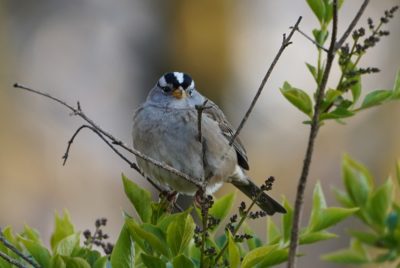 White-crowned Sparrow