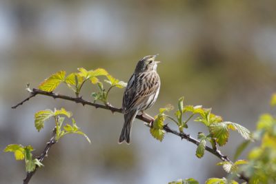 Savannah Sparrow