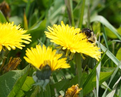 Bumblebee on dandeliions